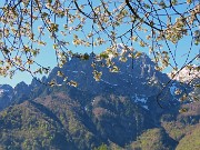 33 Dal ciliegio in fiore la Cornetta